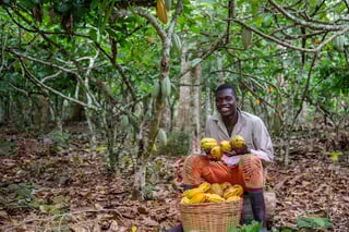 Visit a Cocoa Plantation